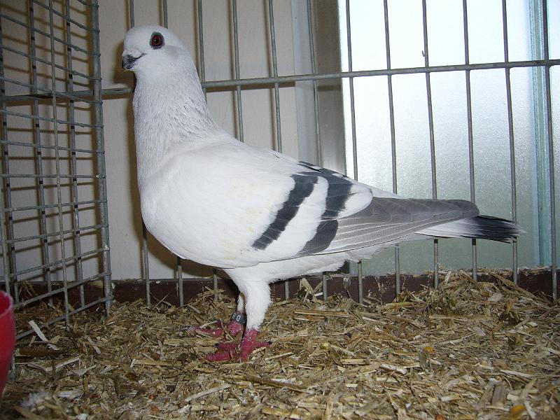 Delbrueck 2008 189.jpg - Damascener eisfarbig mit schwarzen Binden von Stefan Kößmeier Preis V97 KVE